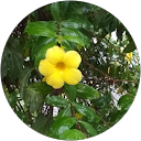 Aparna profile picture